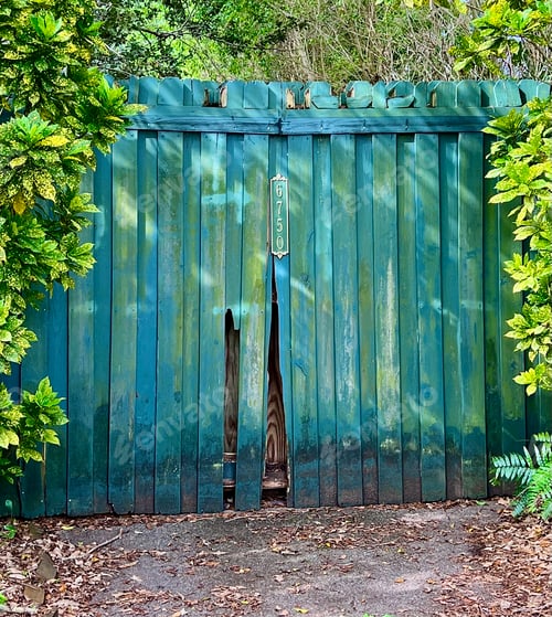 Preview: A faded and broken old greenish wood gate surrounded by green and yellow leaves