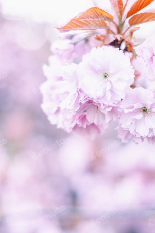 Preview: Pink spring flowers on the tree