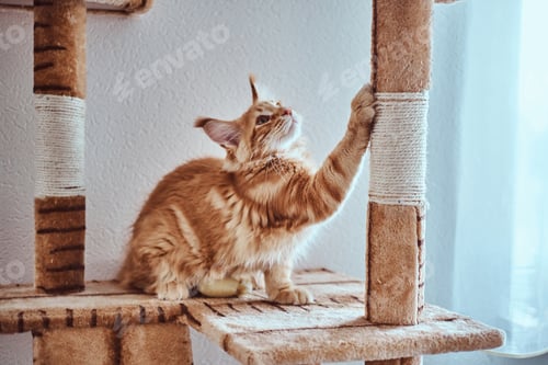 Preview: Cute ginger maine coon kitten is sharpening his claws on special cat's furniture near window