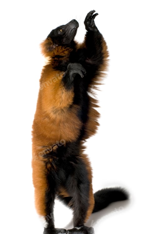 Preview: Red Ruffed Lemur