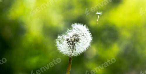 Preview: Dandelion blown by wind