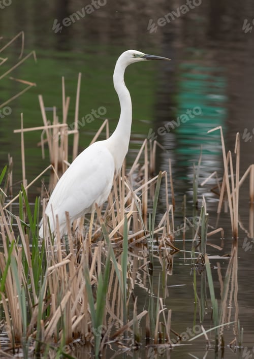 Preview: Great egret, Ardea alba. A bird stands on a riverbank in a thicket of reeds, catching fish