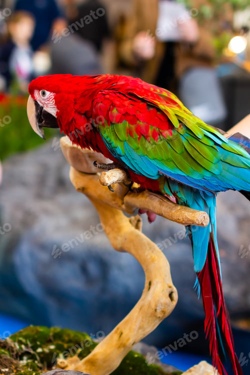 Preview: Portrait of a beautiful colorful Ara Scarlet Macaw parrot close up
