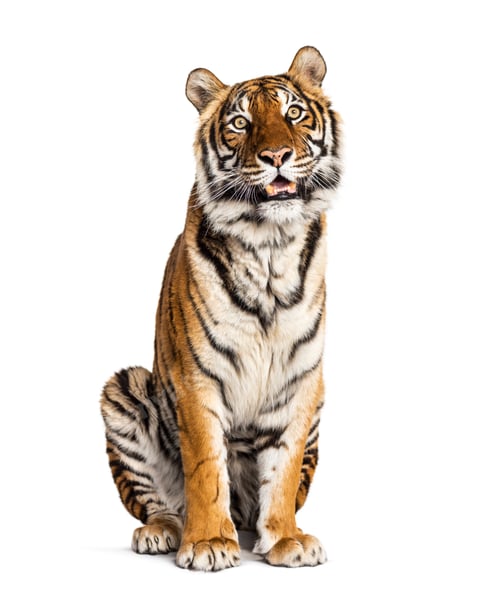 Preview: Tiger