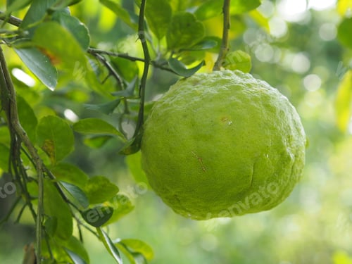 Preview: Lemon on the tree blurred of nature background, plant Sour taste fruit lime green vegetable