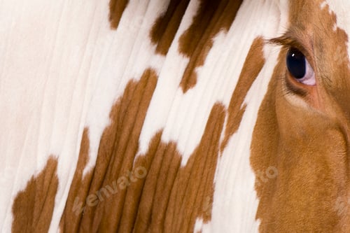 Preview: Holstein cow, 4 years old, looking at camera, close up on eye