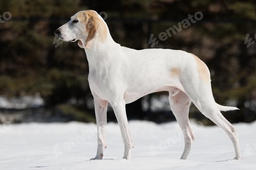 Preview: White hound dog on white snow