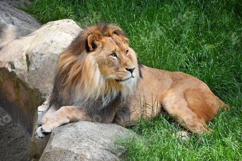 Preview: Full length portrait of lion resting in grass
