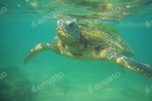 Preview: Turtle