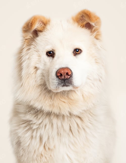 Preview: Closeup White Chow Mixed Breed Dog
