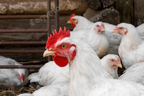 Preview: Chicken, in the yard of the chicken coop. Farmers day.