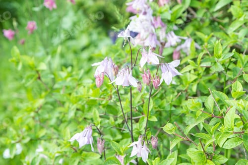 Preview: Beautiful columbine or aquilegia pink flowers. close up