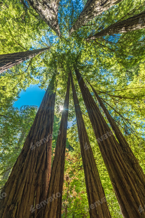 Preview: Giant redwoods in Muir Woods National Monument near San Francisc