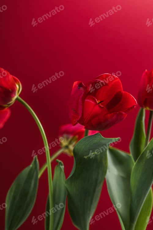 Preview: Abstract blurred background - red tulips Tulip flowers background for postcard or banner, copy space