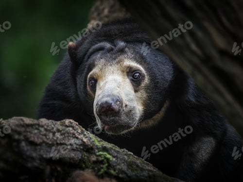 Preview: sunbear