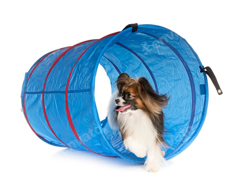 Preview: training of agility