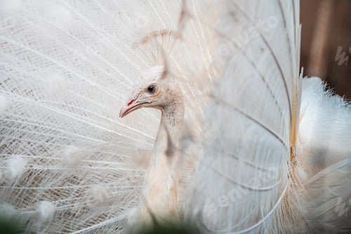 Preview: Close-up of a beautiful white peacock