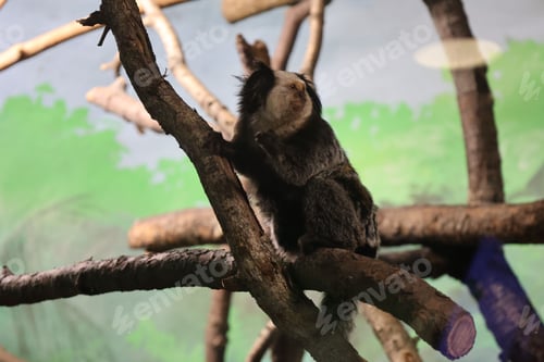 Preview: Marmoset monkey on a tree branch in a zoo.