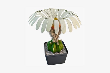 Preview: Fan-leaved plant with orange blossom in rectangular pot