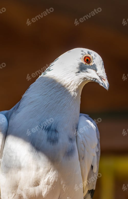 Preview: Close-up of a white pigeon with striking red eyes against a blurred brown background.