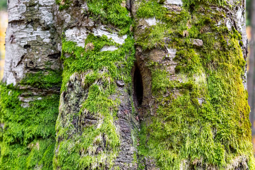Preview: Moss on trees in a forest in Ukraine sheltered by leaves