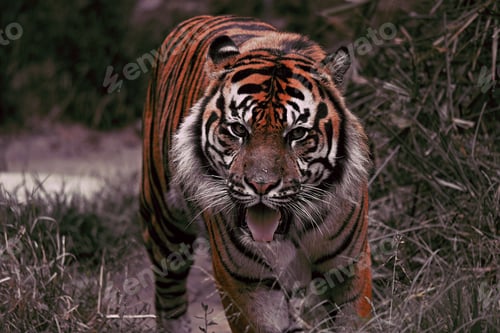 Preview: Majestic Bengal tiger strides gracefully through a sun-dappled grassy meadow