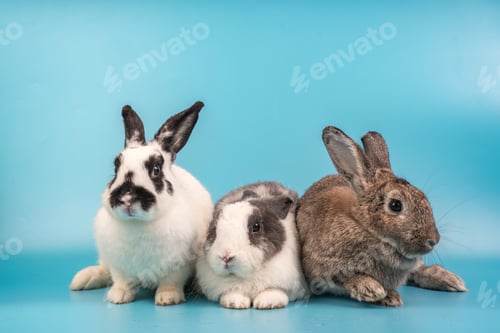 Preview: bunny Easter fluffy baby rabbit or new born rabbit. baby cute rabbit or new born adorable bunny.
