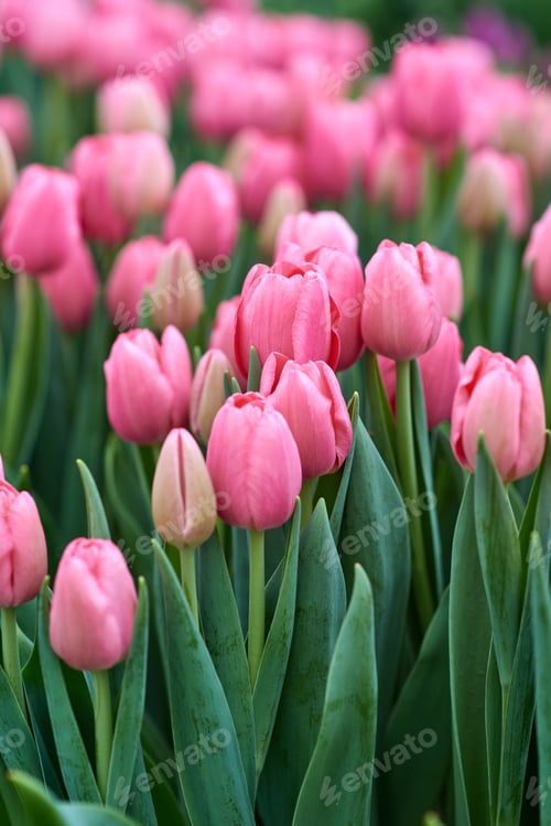 Preview: Pink tulips in blossom field. Spring flowers