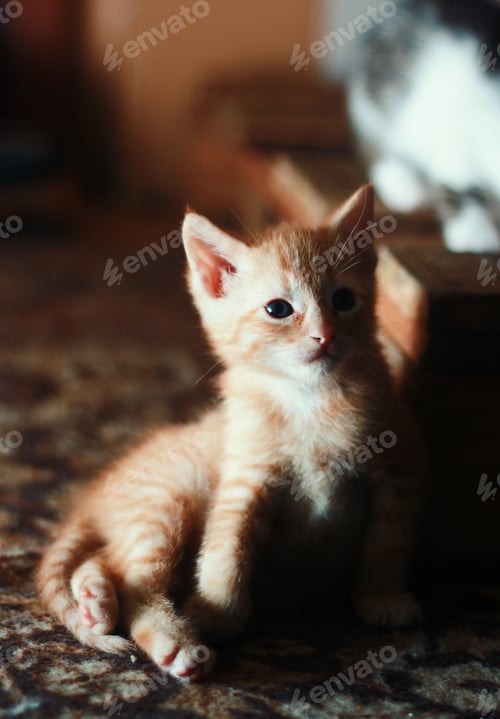 Preview: Cute little kitten