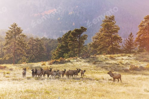 Preview: Elk
