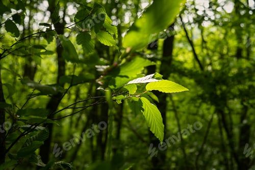 Preview: Green leaves forest close-up background.