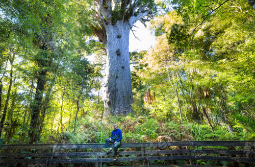 Preview: Kauri tree