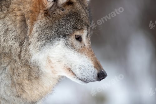 Preview: Closeup of brown Eurasian wolf looking away