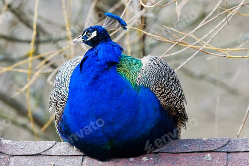 Preview: Peacock. Indian wild peacock (Pavo cristatus)