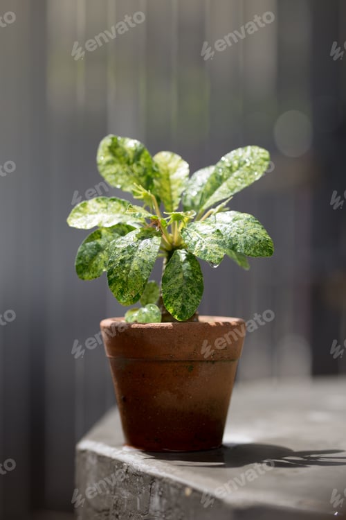 Preview: Dorstenia foetida variegata.