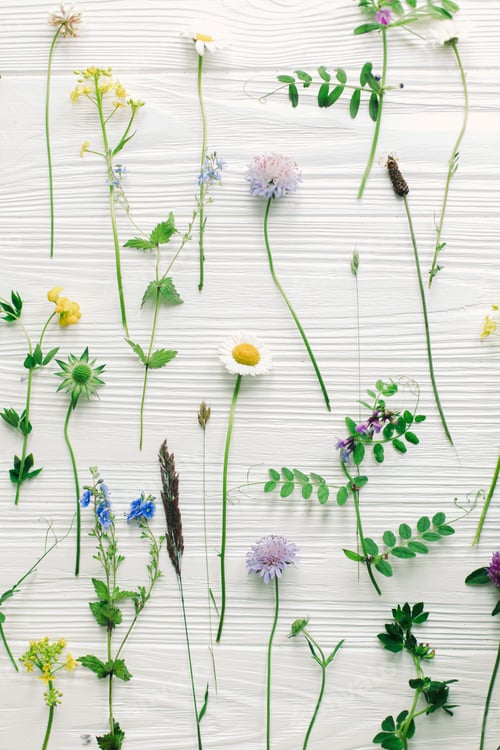 Preview: Spring flowers flat lay. Beautiful wildflowers stems and blooming petals composition on white wood