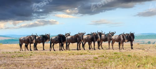 Preview: Wildebeest in National park of Africa