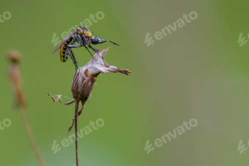 Preview: toxophora - insect