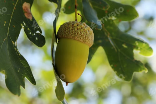 Preview: Fresh and young acorn on the tree