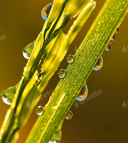 Preview: Green rice close up in the morning time with dew drops