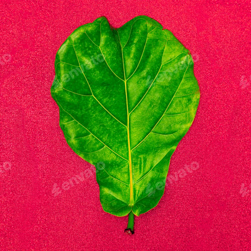 Preview: Tropical Leaf. Plant. Greenery concept. Flat Lay Minimal art