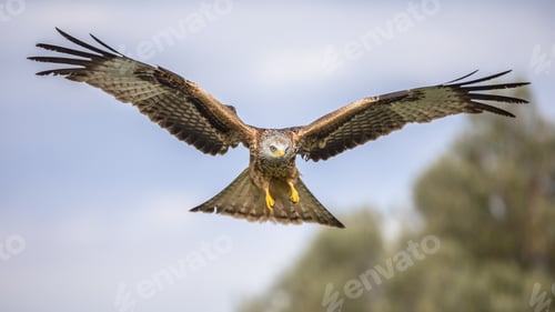 Preview: Flying red kite against blue sky