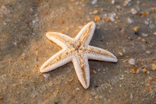 Preview: starfish lie on the sandy beach