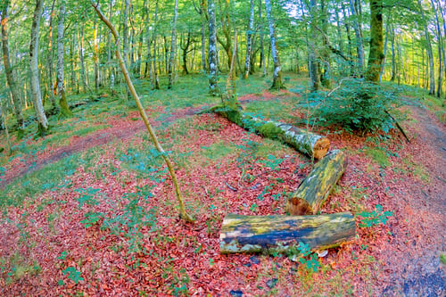 Preview: Forest Landscape, Valderejo Natural Park, Spain