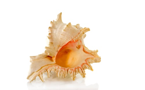 Preview: big shell with gold collor inside