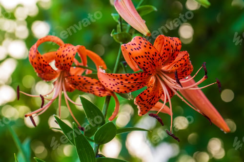 Preview: Lilium lancifolium - Tiger lily in the garden