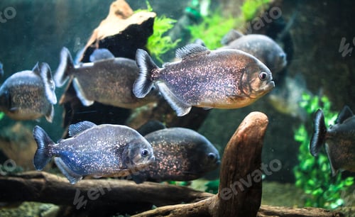 Preview: Piranhas Swimming Together