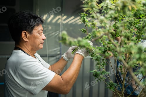 Preview: Cannabis farmer cutting cannabis plant in curative cannabis farm for production