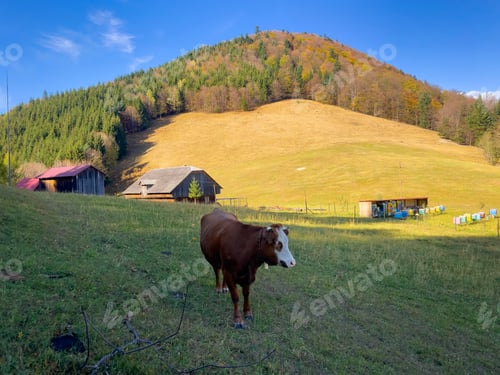 Preview: Cow