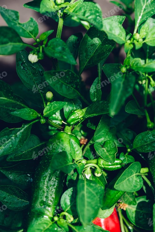 Preview: Small Green Pepper In The Garden